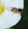 Melanostoma mellinum